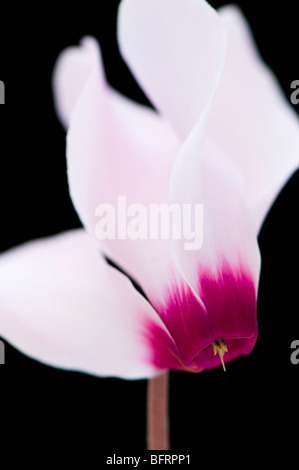 Cyclamen miniature rose pâle sur un fond noir Banque D'Images