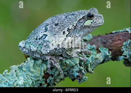 Rainette Hyla versicolor camouflé et mélangés avec des lichens est de l'Amérique du Nord, par aller Moody/Dembinsky Assoc Photo Banque D'Images