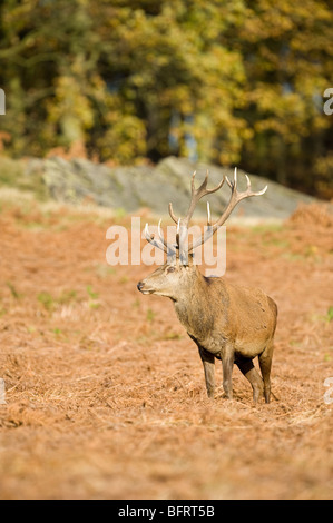 Red Deer Stag at Bradgate Park, Leicestershire Banque D'Images