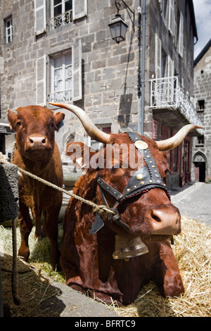 Une vache Salers et son veau, à Besse en Chandesse (France). Vache de race Salers et son veau (Besse-en-Chandesse (France). Banque D'Images
