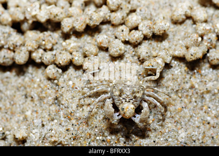 Sabler faire du crabe faire des boules de sable. Banque D'Images