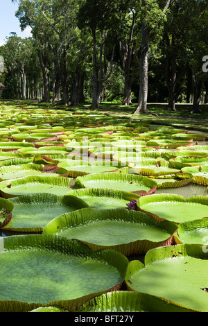 L'eau géant Amazon Lillies, Sir Seewoosagur Ramgoolam Botanical Gardens, l'Ile Maurice Banque D'Images