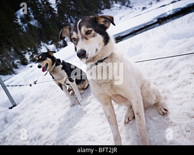 Les chiens de traîneau, British Columbia, Canada Banque D'Images