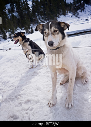 Les chiens de traîneau, British Columbia, Canada Banque D'Images