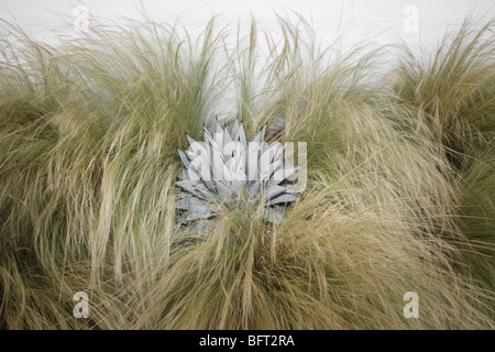 Plante dans l'herbe haute, Marfa, Presidio County, West Virginia, Texas, États-Unis Banque D'Images