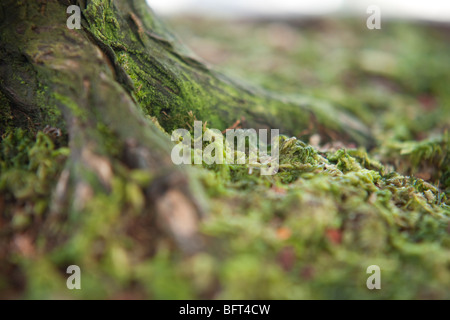 Bonsai Tree Trunk et Moss, Jardin botanique de Brooklyn, New York City, New York, USA Banque D'Images