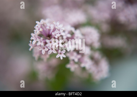 Bonsai Arbre lilas, Jardin botanique de Brooklyn, New York City, New York, USA Banque D'Images