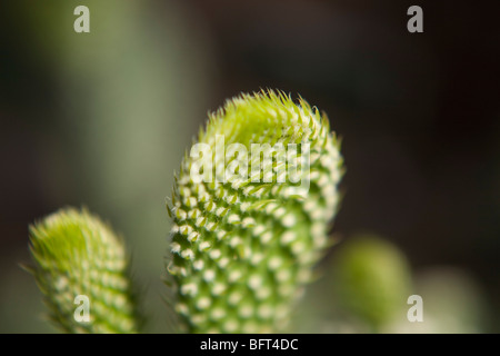 Cactus, Jardin botanique de Brooklyn, New York City, New York, USA Banque D'Images