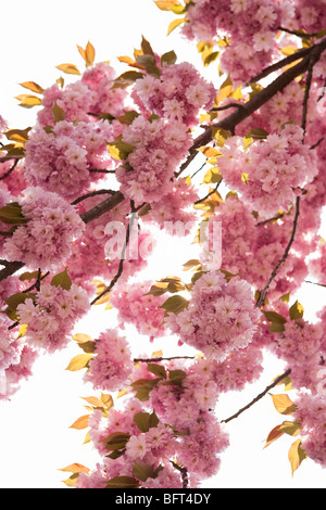 Cherry Blossom Tree, les Jardins Botaniques de Brooklyn, New York City, New York, USA Banque D'Images