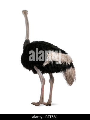 Autruche mâle, Struthio camelus, debout devant un fond blanc, studio shot Banque D'Images