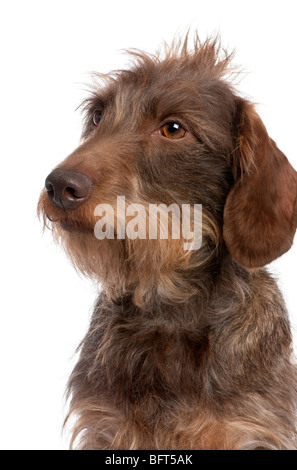 Teckel à poil brun, 3 ans, devant un fond blanc, studio shot Banque D'Images