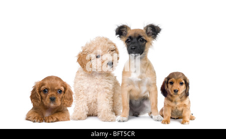 Groupe de chiens chiot in front of white background, studio shot Banque D'Images