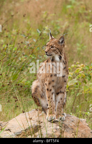 Lynx d’Eurasie Banque D'Images