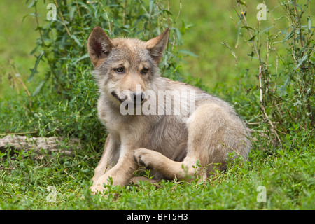 Wolf Pup Banque D'Images