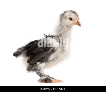 Le Pekin est une race de poule bantam, 23 jours, devant un fond blanc, studio shot Banque D'Images