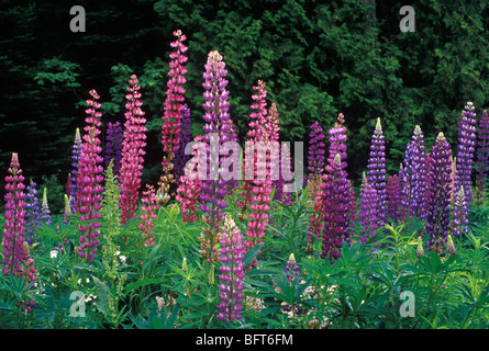 Lupins, Shampers Bluffs, Nouveau-Brunswick, Canada Banque D'Images