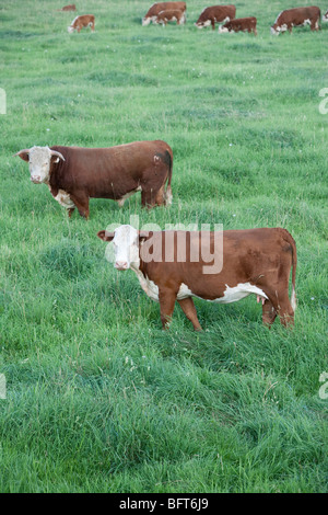 Vaches dans un champ Banque D'Images