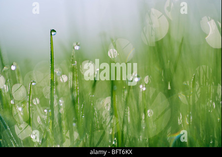 Gouttes d'eau sur l'herbe Banque D'Images