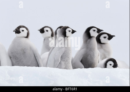Manchot Empereur Chicks, Snow Hill Island, mer de Weddell, l'Antarctique Banque D'Images