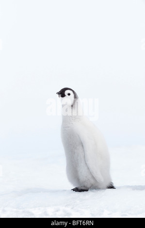 Manchot Empereur Chicks, Snow Hill Island, mer de Weddell, l'Antarctique Banque D'Images