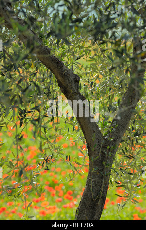 Olivier, Castiglione d'Orcia, Province de Sienne, Val d'Orcia, Toscane, Italie Banque D'Images