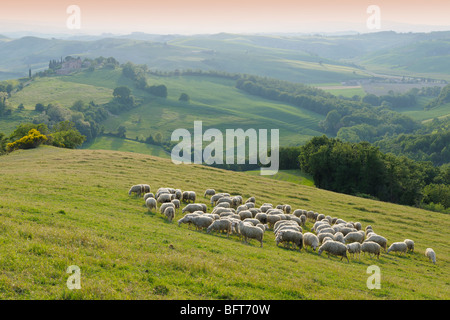 Montecontieri, Asciano, Province de Sienne, Toscane, Italie Banque D'Images