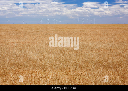 Parc éolien et champ de blé, près de Amarillo, Texas, États-Unis Banque D'Images