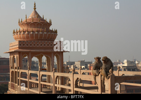 Les singes à Hawa Mahal, Jaipur, Rajasthan, Inde Banque D'Images