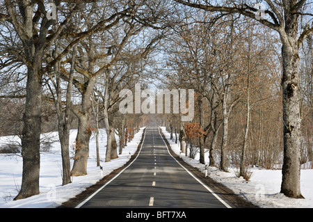 Route bordée d'arbres en hiver, près de Beuron, Bade-Wurtemberg, Allemagne Banque D'Images