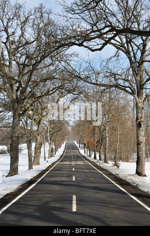 Route bordée d'arbres en hiver, près de Beuron, Bade-Wurtemberg, Allemagne Banque D'Images