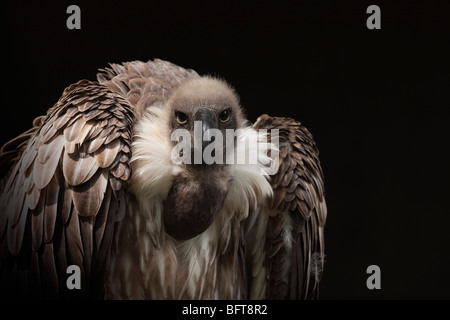 Portrait of African Vulture White-Backed Banque D'Images