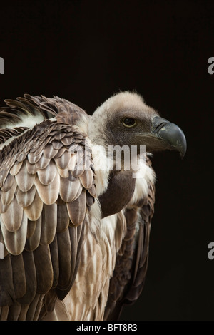 Portrait of African Vulture White-Backed Banque D'Images