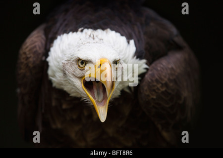 Portrait of Bald Eagle Banque D'Images