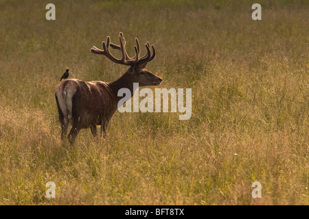 Red Deer Banque D'Images