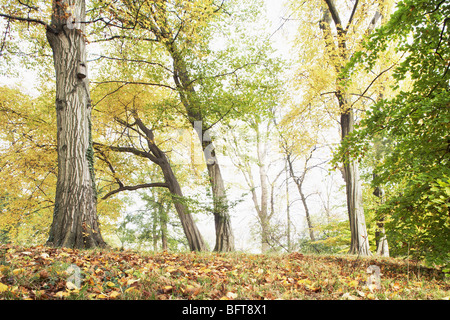 Forêt en automne Banque D'Images