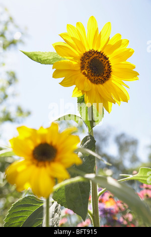 Tournesols Banque D'Images