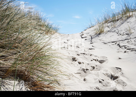 Des empreintes en chemin dans le sable, Strandby, Jylland, Danemark Banque D'Images