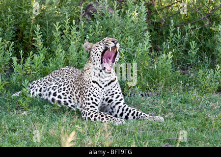 Leopard bâillement montrant sa large bouche ouverte avec dents montrant Banque D'Images