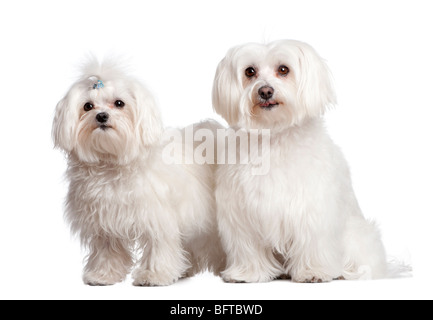 Deux chiens maltais devant un fond blanc, studio shot Banque D'Images