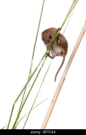 Micromys minutus, Souris, perché sur l'herbe in front of white background, studio shot Banque D'Images