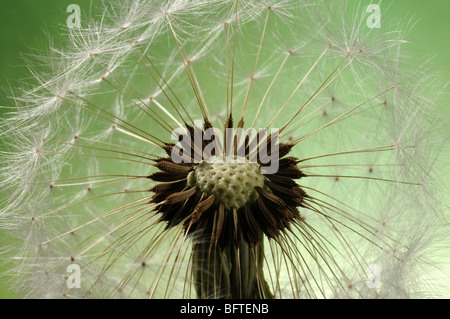 Un pissenlit réveil en close-up Banque D'Images