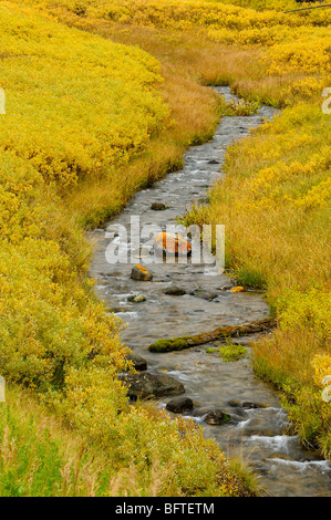 Les saules en automne couleur le long de rives du ruisseau de l'ombre, le Parc National de Yellowstone, Wyoming, USA Banque D'Images