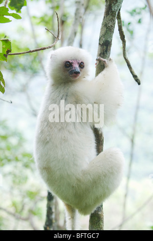 Propithèque soyeux (Propithecus candidus) en voie de disparition, le Parc National de Marojejy, Madagascar Banque D'Images