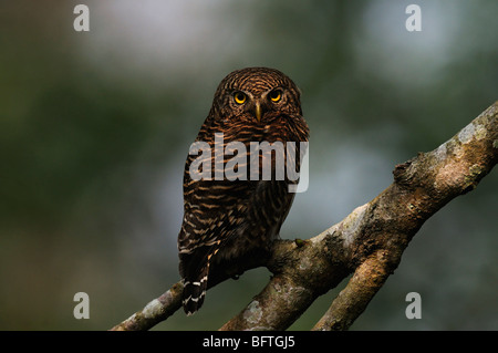 Glacidium,Portrait Jungle Owlet Radiatum Banque D'Images