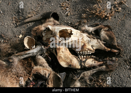 Crâne d'une vache morte pris près du lac Natron, en Tanzanie Banque D'Images