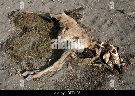 Cadavre d'une vache morte Masai pris près du lac Natron, en Tanzanie Banque D'Images