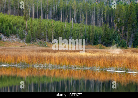 Réflexions de la forêt en petit étang de roseaux, le Parc National de Yellowstone, Wyoming, USA Banque D'Images