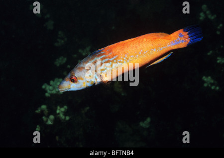 Coucou mâle undulatus. Labrus Bimaculatus. La famille des poissons napoléons. La vie marine sous-marine au large de la côte de Plymouth UK. Des poissons colorés Banque D'Images