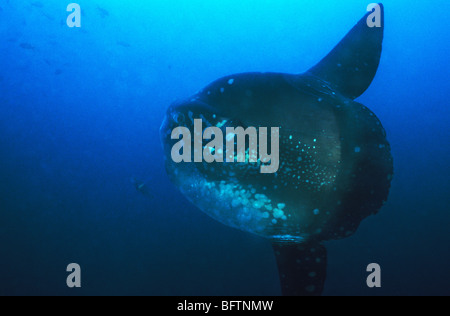 Le crapet-soleil de l'océan. Mola Mola. L'île Isabela, Punta Vicente Roca. Îles Galapagos Équateur. Les rencontres sous-marines étonnantes. Plongée. Banque D'Images