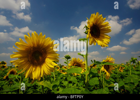 Tournesols dans un champ anglais en été, contre un ciel bleu avec des nuages blancs gonflées. Banque D'Images